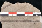 Foto (Detailansicht) von Puccinites zosterae Ettingshausen (NHMW-GEO-2024-0188-6622)